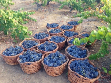 D.O.Q Rioja